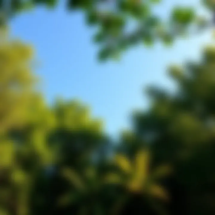 Lush green forest with a clear blue sky symbolizing environmental sustainability